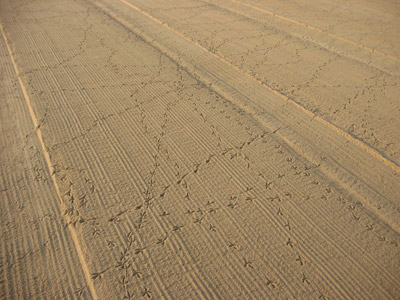 Birdprints in the sand